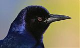 Boat-tailed Grackleborder=